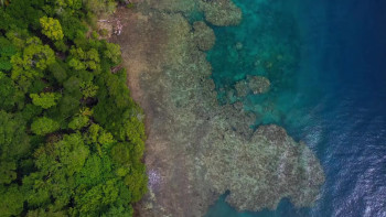 Island of the Walking Sharks (2022) download