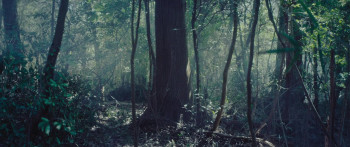 It's in the Woods (2022) download