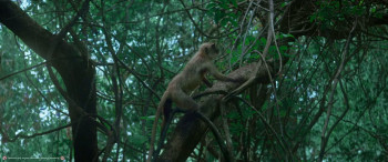 Kantara: A Legend - Chapter 1 (2025) download