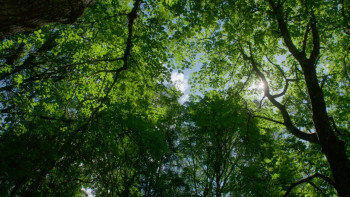 Language Rebel. Mati Hint (2022) download