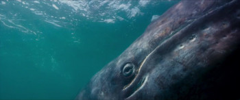 Les gardiennes de la planète (2023) download