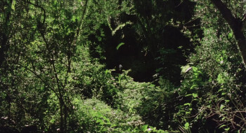 Love Letters of a Portuguese Nun (1977) download