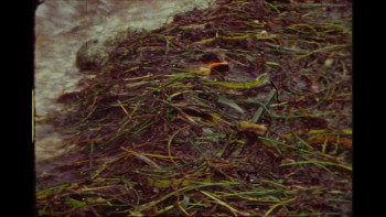 Mission Blue (2014) download