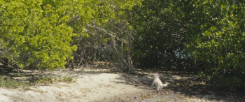 Mud Key (2024) download