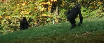 My Giraffe (2017) download