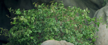 My Name Is Bernadette (2011) download