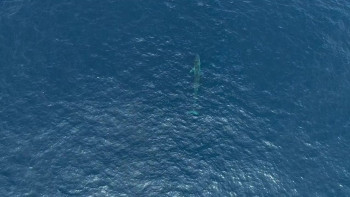 Natura Bizia (2021) download