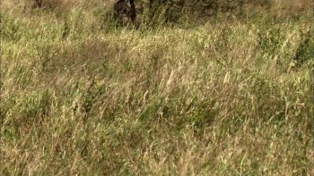 Nature Moment of Impact: Hunters and Herds (2010) download