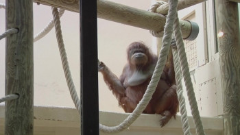 Nénette (2010) download