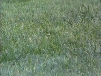 Ninja Strike Force (1988) download