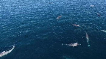 Ocean Souls (2020) download