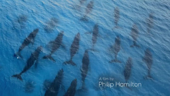 Ocean Souls (2020) download