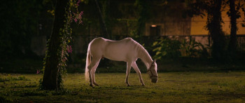 Odum Kuthira Chadum Kuthira (2025) download