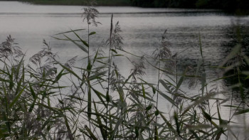 Picture of Beauty (2017) download