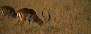 Prey (2024) download