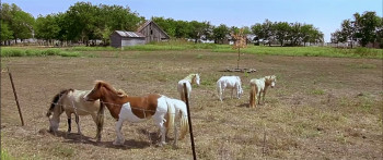 Red Wing (2013) download