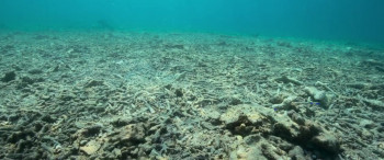 Reef Builders (2025) download