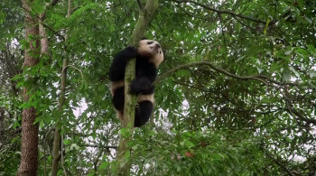 Republic Z (2018) download