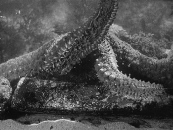 Return to Reason: Four Films by Man Ray (2023) download