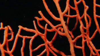 Revolution (2012) download