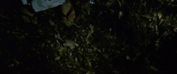 Rika: The Mixed-Blood Girl (1972) download