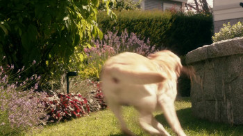 Rufus-2 (2017) download