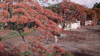 Sangam (1964) download