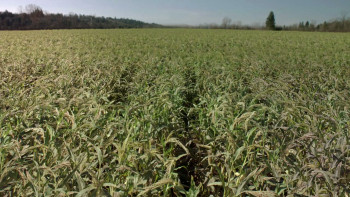 Scarecrow (2013) download