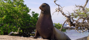 Sea Lions of the Galapagos (2025) download