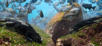 Sea Lions of the Galapagos (2025) download