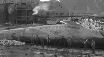 Shackleton's Captain (2012) download