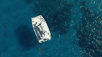 Shark Superpower (2022) download