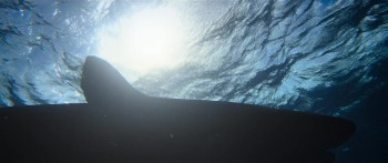 Shark Whisperer (2025) download