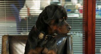 Show Dogs (2018) download