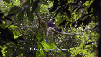 Silent Forests (2019) download