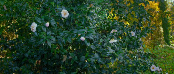 Silent Murmur (2025) download