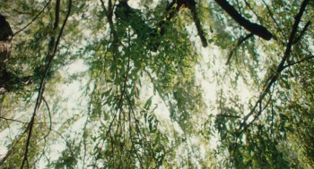 Soft Leaves (2025) download