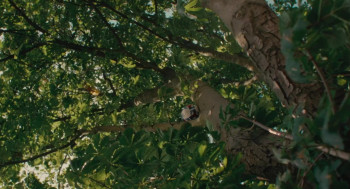 Soft Leaves (2025) download