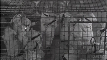 Soup for One (1982) download