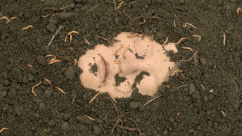 Sparks (2014) download