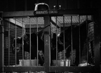 Spy Hunt (1950) download