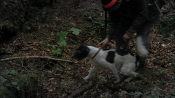 Steirerblut (2014) download