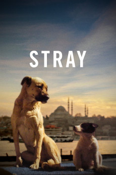 Stray (2020) download