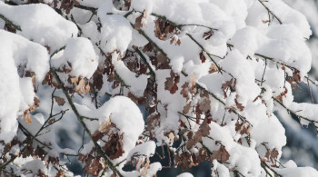 Tagebuch einer Biene (2020) download