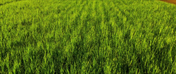 That Sugar Film (2014) download