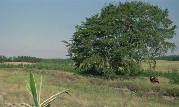 The Adventures of Picasso (1978) download