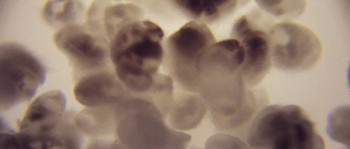 The Birth of Sake (2015) download