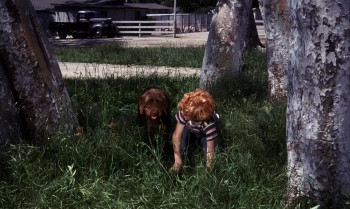 The Biscuit Eater (1972) download