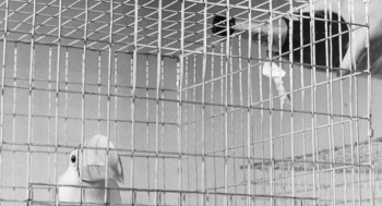 The Black Cat (1966) download