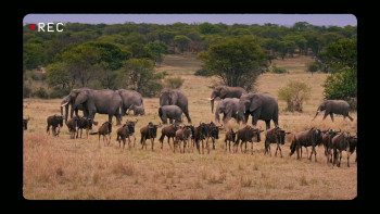 The Facebook Honeytrap: Catching a Killer (2025) download